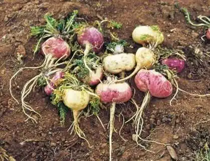 descripción maca roja