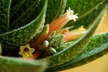 Beneficios del jugo de aloe vera