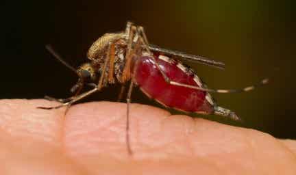 ¿Cómo evitar las picaduras de los mosquitos?