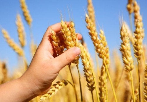¿Qué es la celiaquía? ¿Por qué los celíacos no pueden consumir gluten?