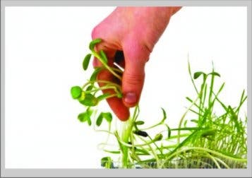 Los beneficios de comer germinados de soja