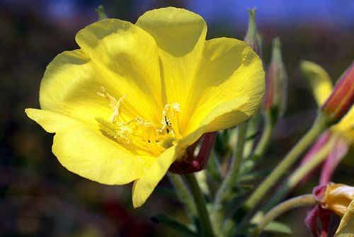 En gul blomma.