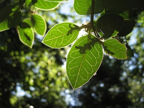¿Qué es la citronella?