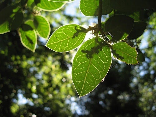 ¿Qué es la citronella?