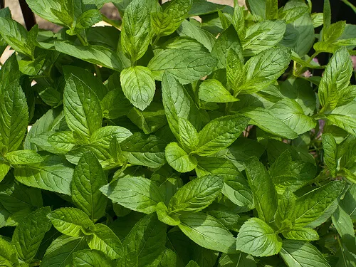 Datos sobre la menta