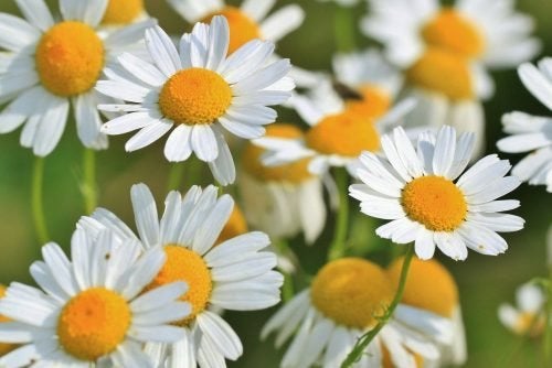 Plantas aromáticas como alimentos curativos.