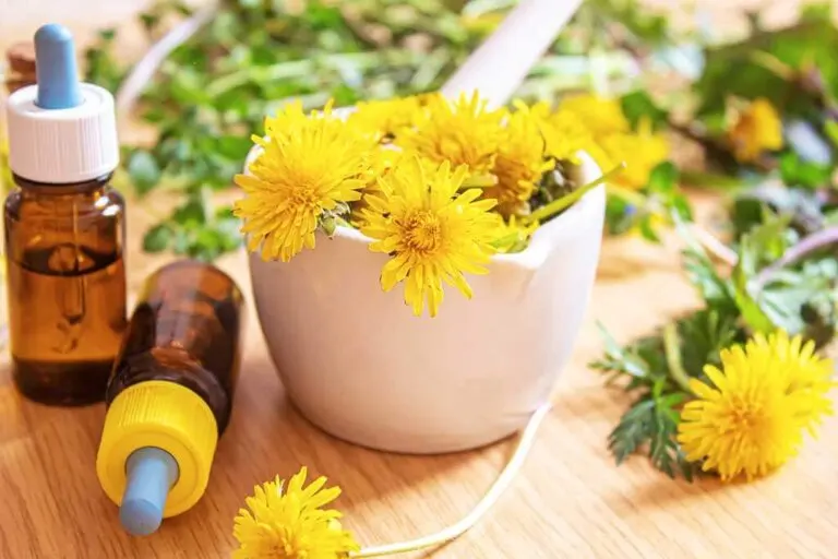 Propiedades y usos del diente de león