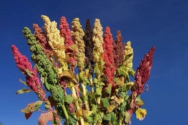 Quinoa: aspectos nutricionales y usos
