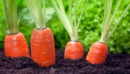 zanahorias
