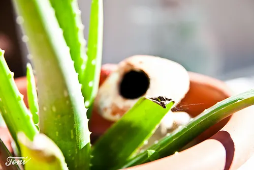 Aloe Vera