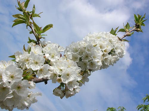 Flores