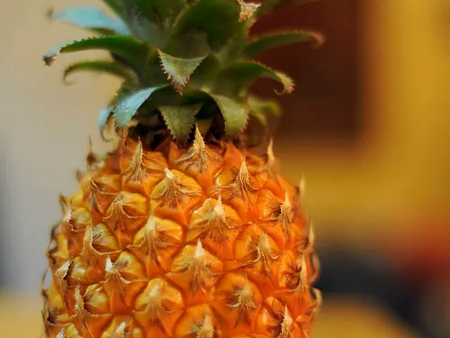 La piña es un alimento delicioso con múltiples propiedades.