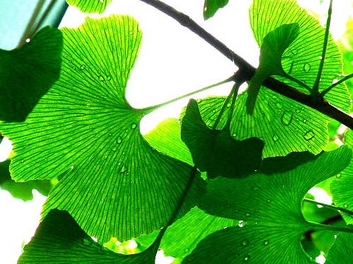 Gingko biloba y salud