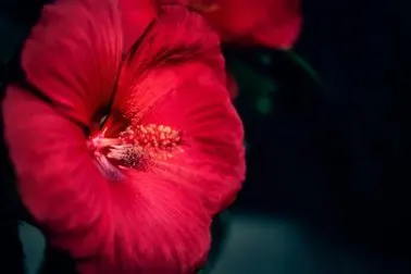 Conoce más sobre el «Hibiscus», una flor con buenas propiedades