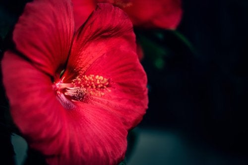 Conoce más sobre el hibiscus, una flor con buenas propiedades