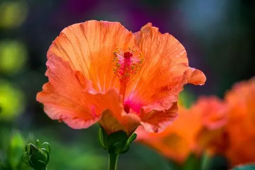 Hibiscus naranja