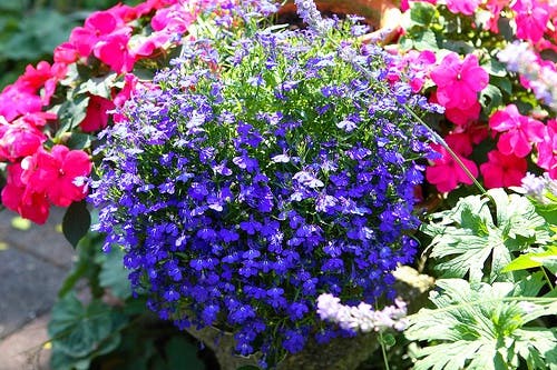 Lobelia para las enfermedades respiratorias