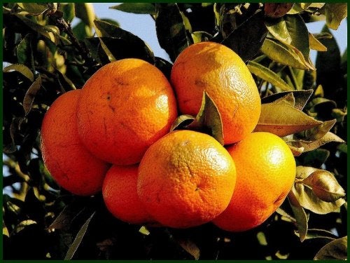 Los beneficios de la vitamina C