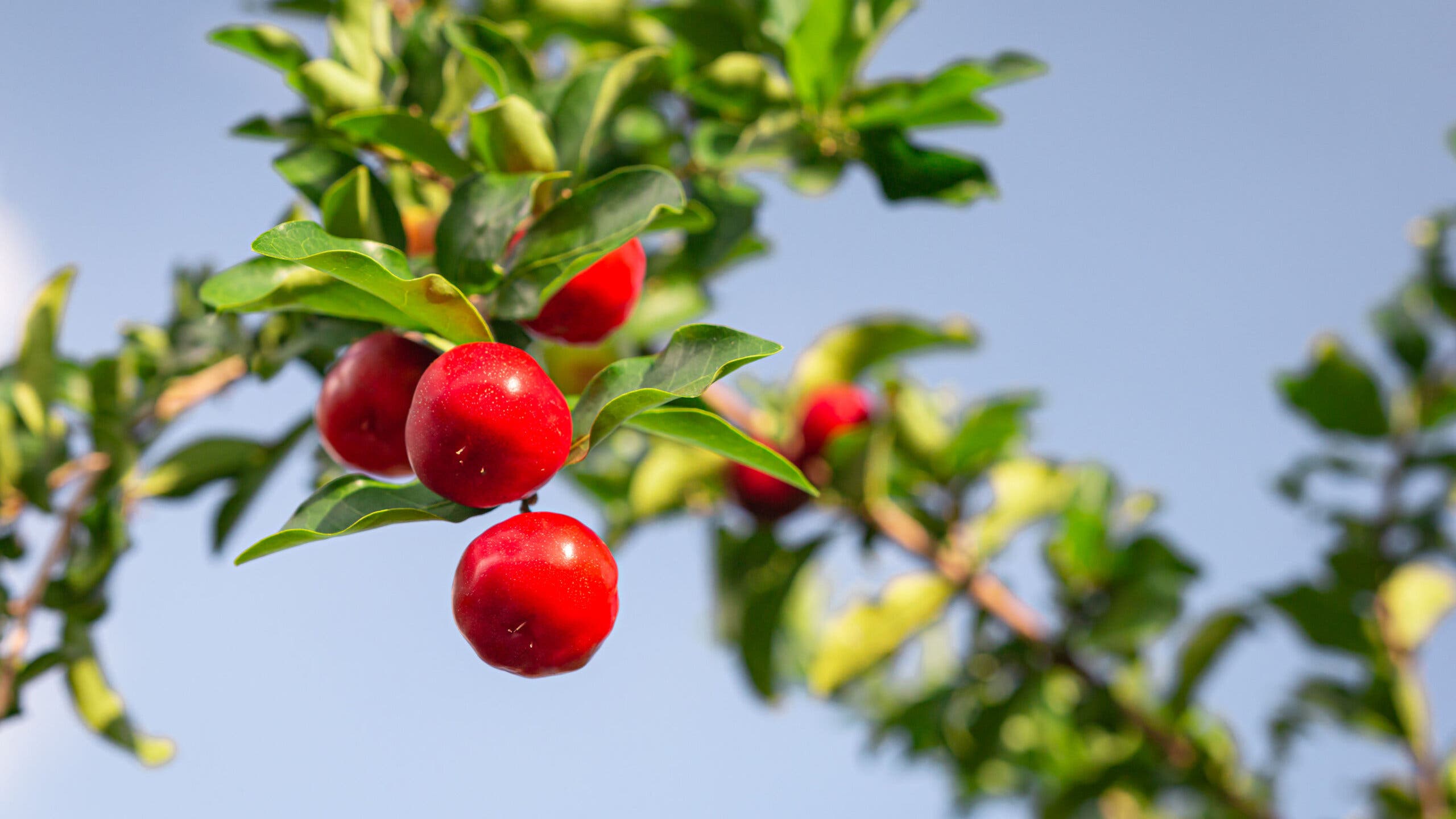 La acerola es una buena fuente de vitamina C.