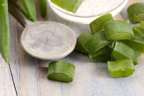aloe vera juice with fresh leaves