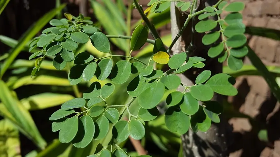 arbre de moringa