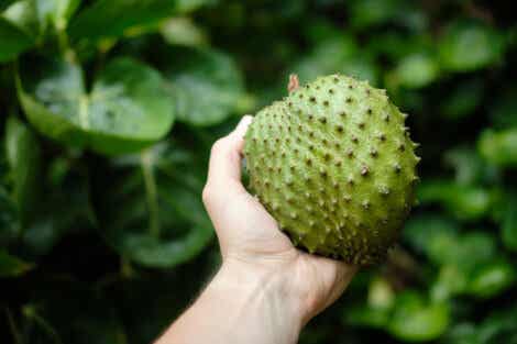 Beneficios de consumir guanábana, deliciosa fruta tropical