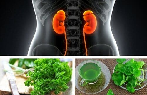 Infusiones para los cálculos renales o arenillas