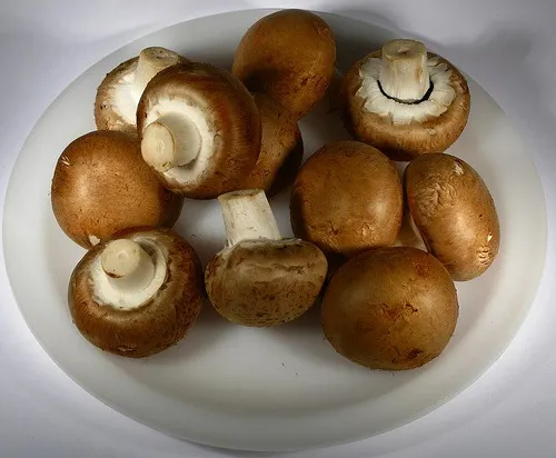 champignon