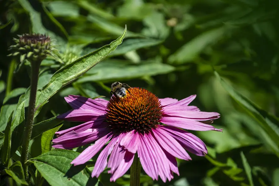 Avispa en una flor.