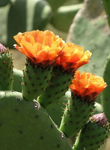 Flor de nopal