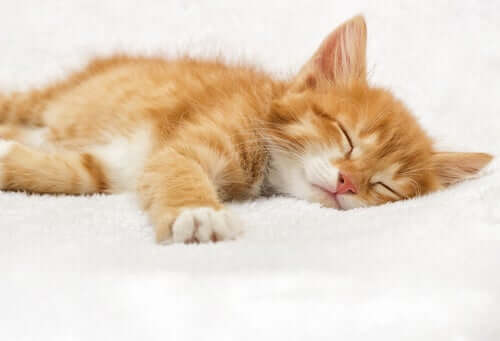 gatito duerme dulcemente
