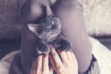 ¿Cómo los gatos nos pueden enseñar a dormir mejor?