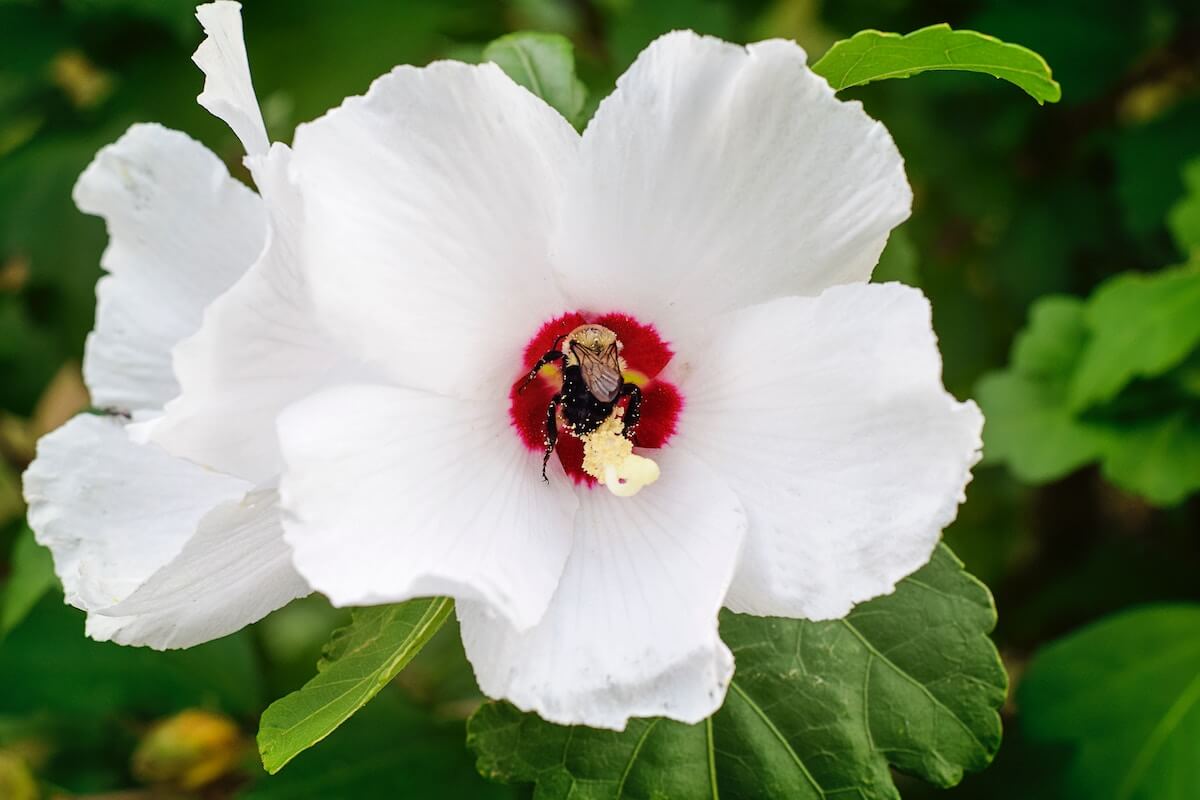 White hibiscus.