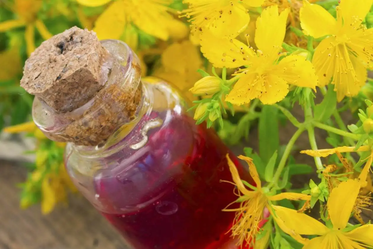 Infusión de hipérico o Hierba de San Juan
