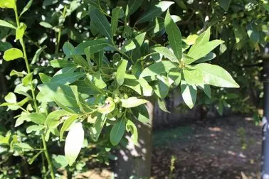 El laurel y sus propiedades digestivas