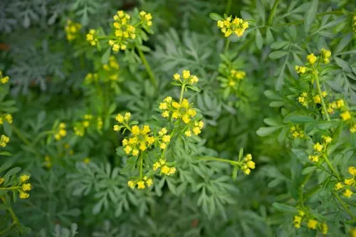 ruda verde