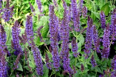 Bondades de la salvia