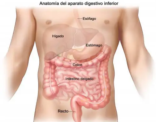sistema digestivo