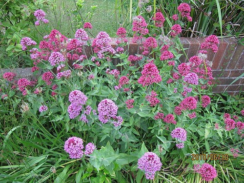 valeriana2