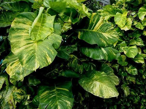 Epipremnum aureum el aire