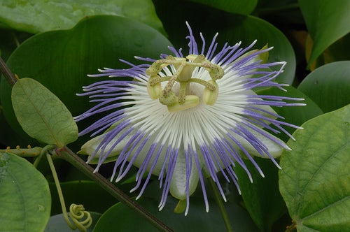 passiflora o flor de la pasión contra el estrés 