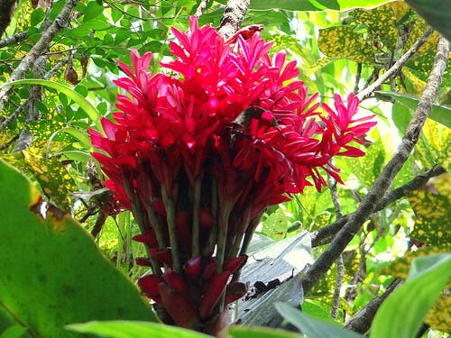 Planta de jengibre