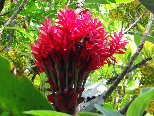 Planta de jengibre
