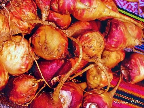 Maca