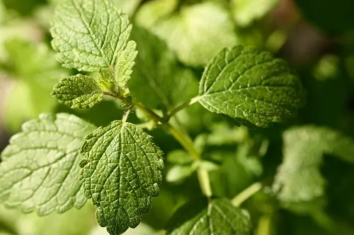 Posee propiedades antispasmódicas; por lo cual también se emplea en la reanimación de desmayados y como calmante natural.