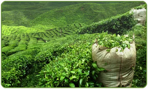 Té verde