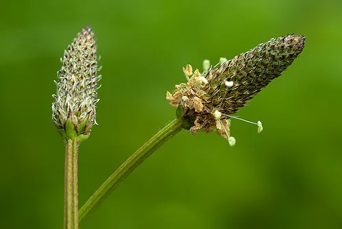 Flores de llantén
