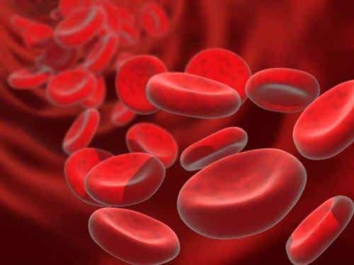 Recreación de glóbulos rojos en la sangre