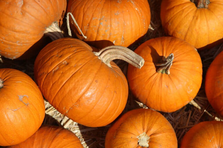 Propiedades de la calabaza