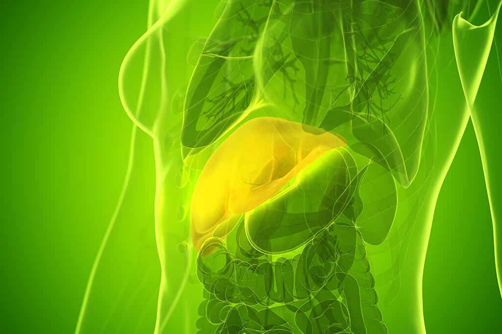 Ansamlingen av fettvävnad i levern påverkar dess funktion, vilket kan leda till allvarligare sjukdomar